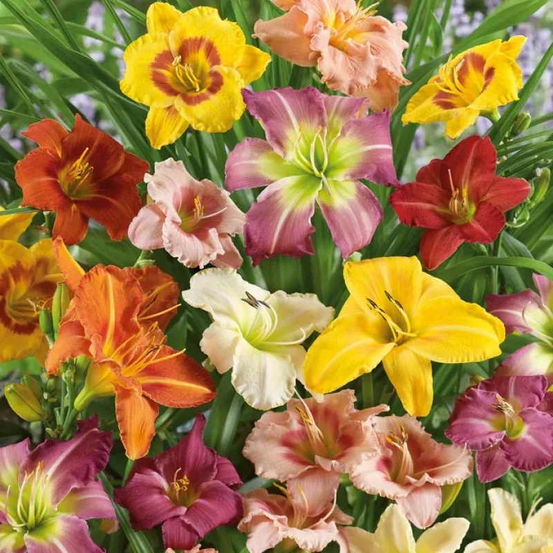 Daylily