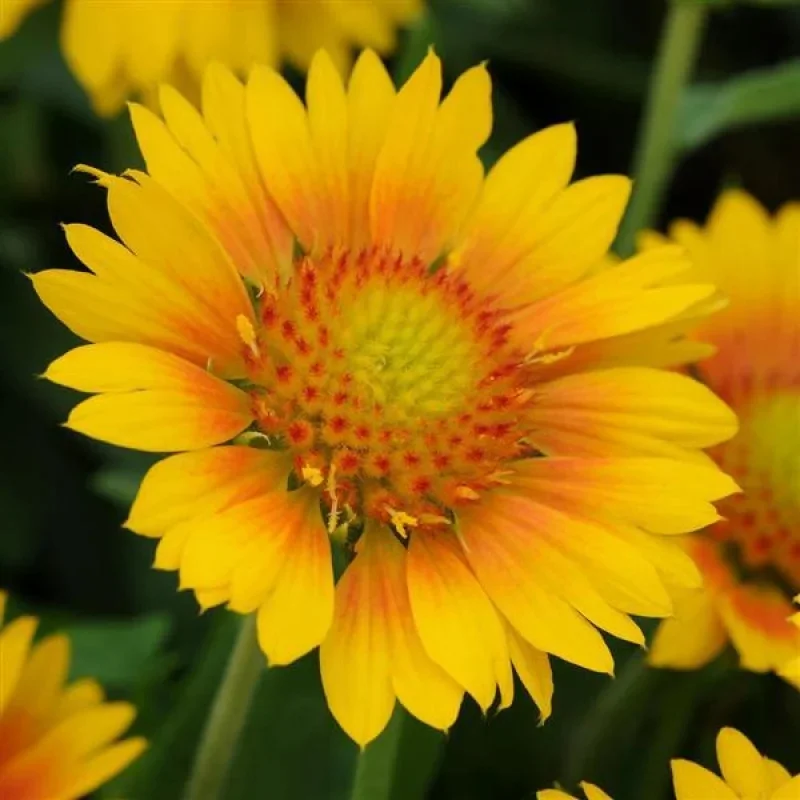 Blanket Flower