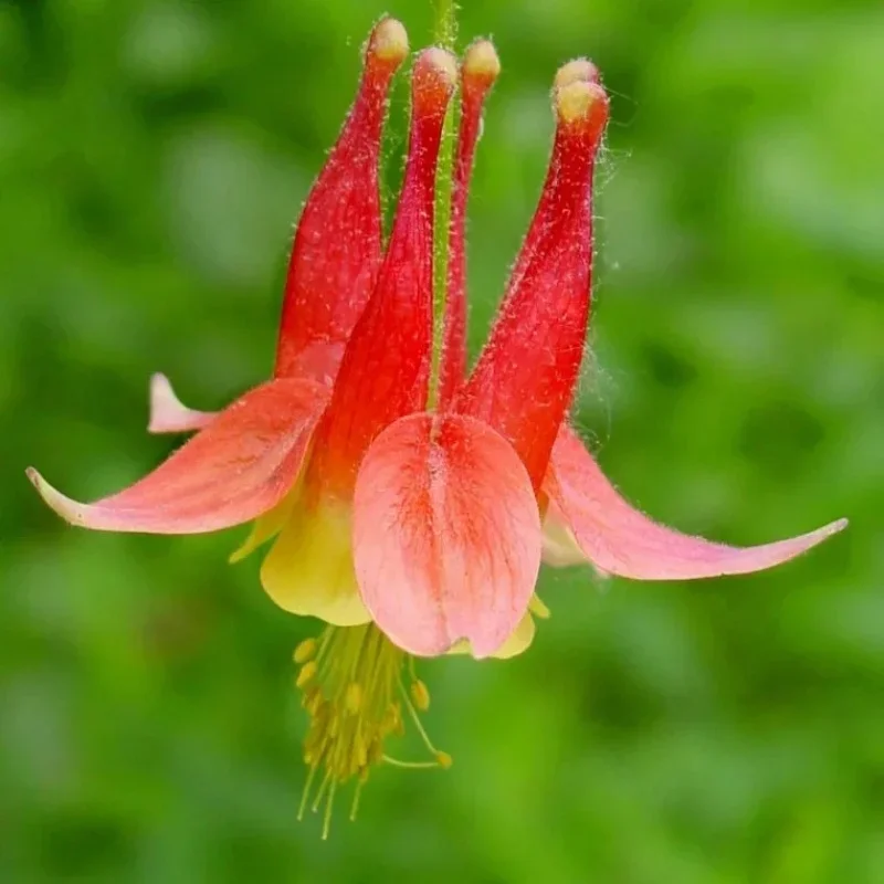 Columbine