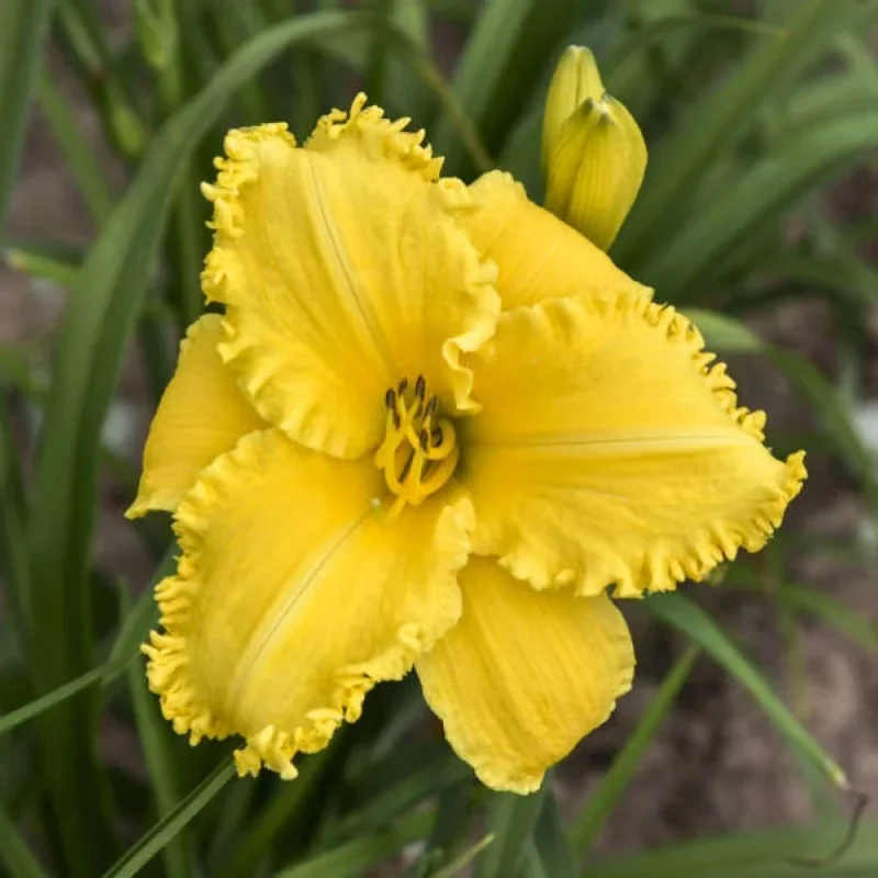 Daylily