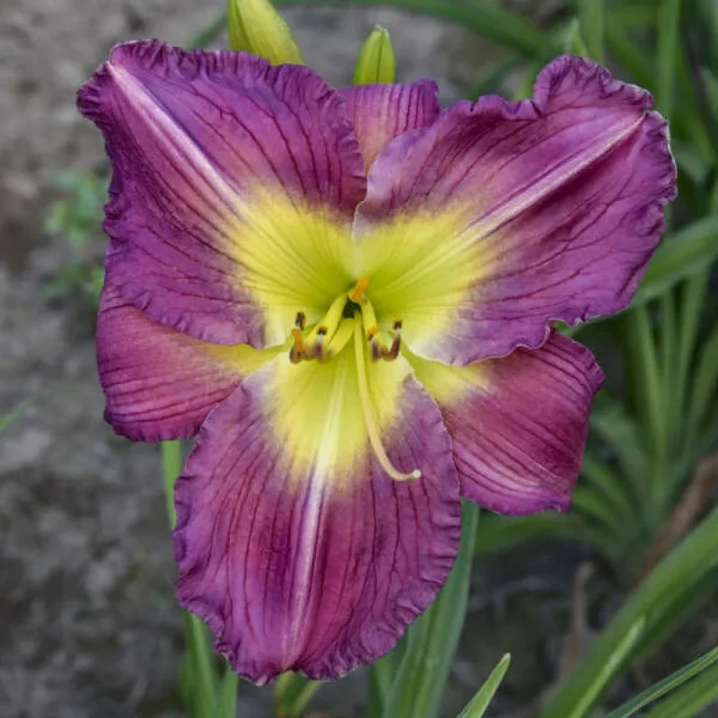 Daylily