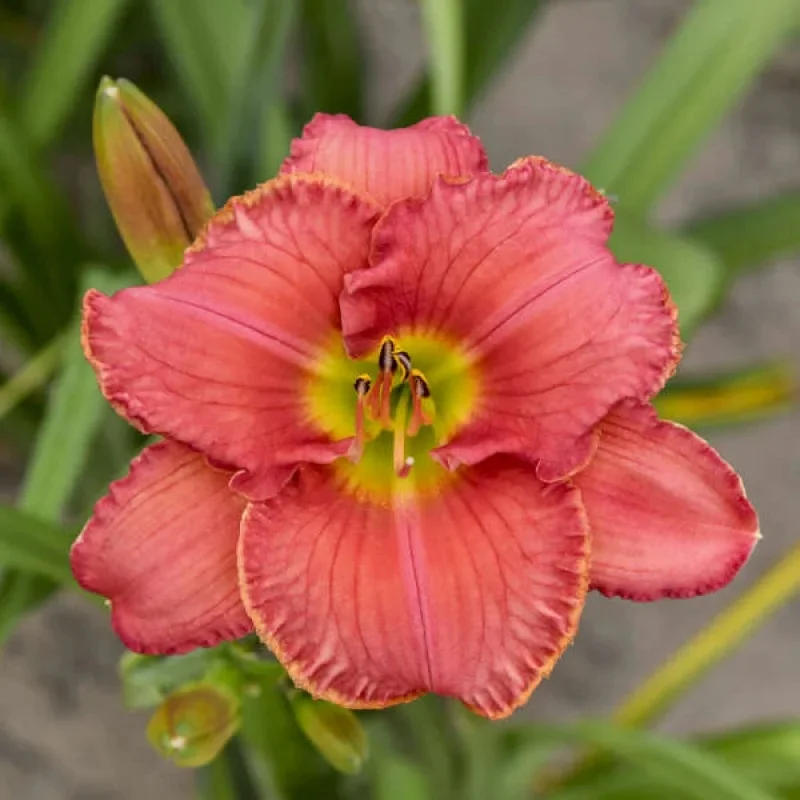 Daylily