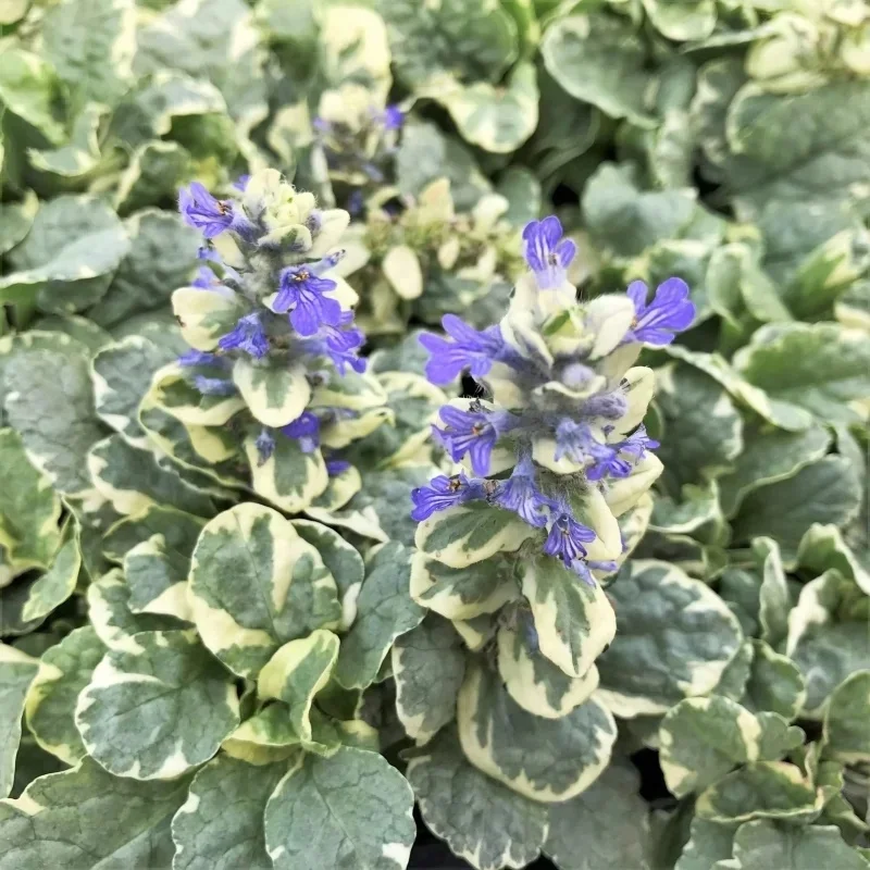 Bugleweed