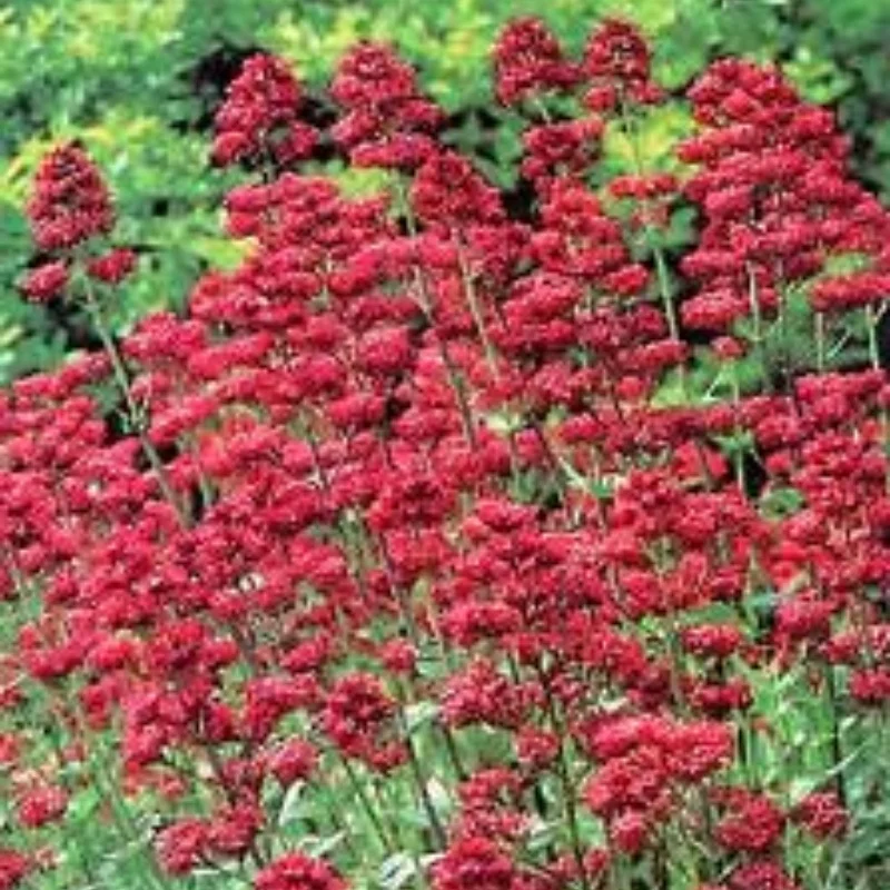 Jupiter's Beard, Red Valerian