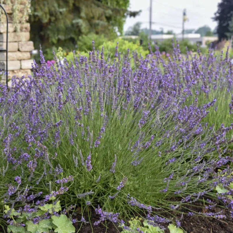 Lavender