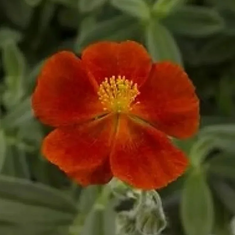 Rock Rose, Sun Rose
