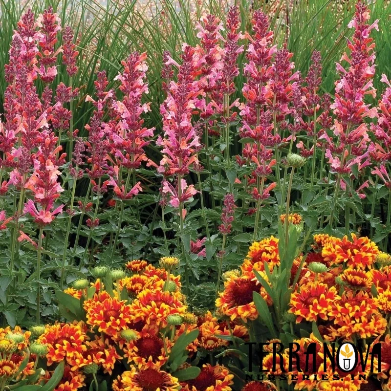 Hyssop, Hummingbird Mint