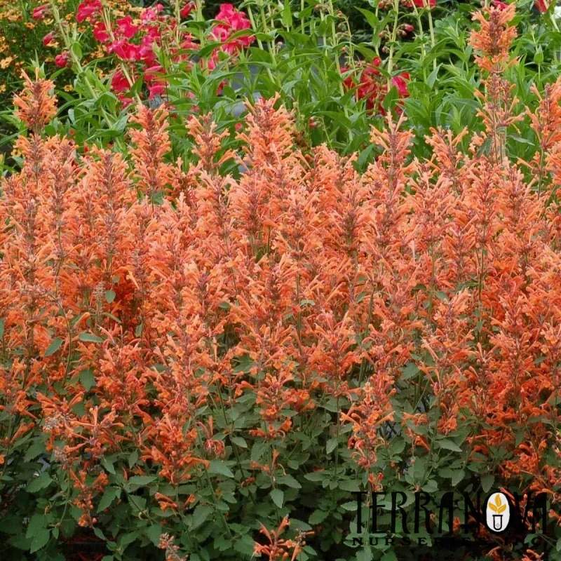 Hyssop, Hummingbird Mint