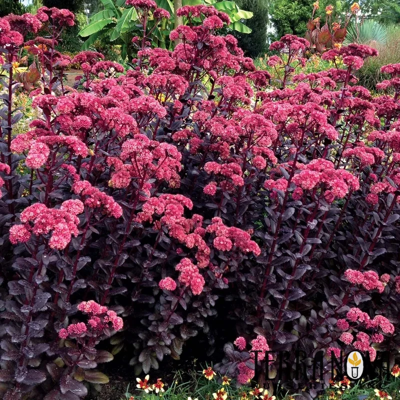 Stonecrop
