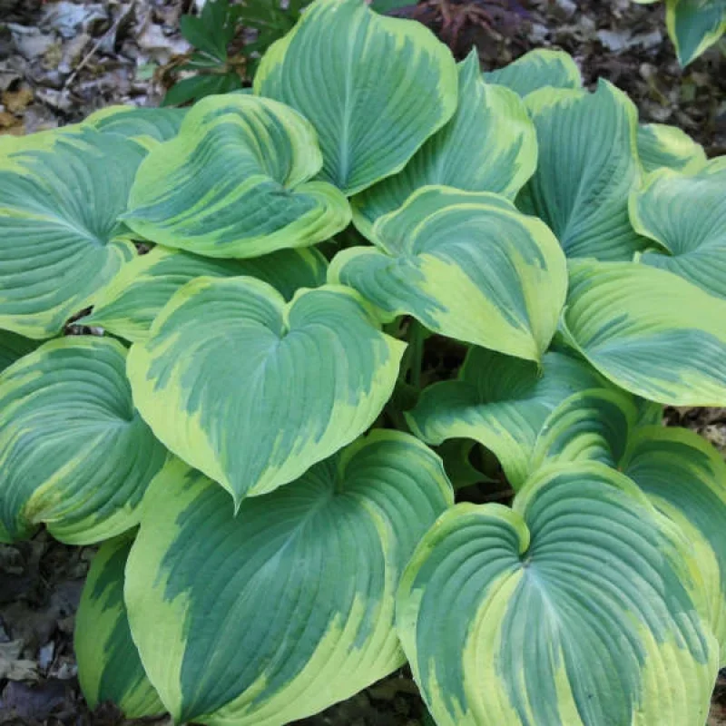 Plaintain Lily