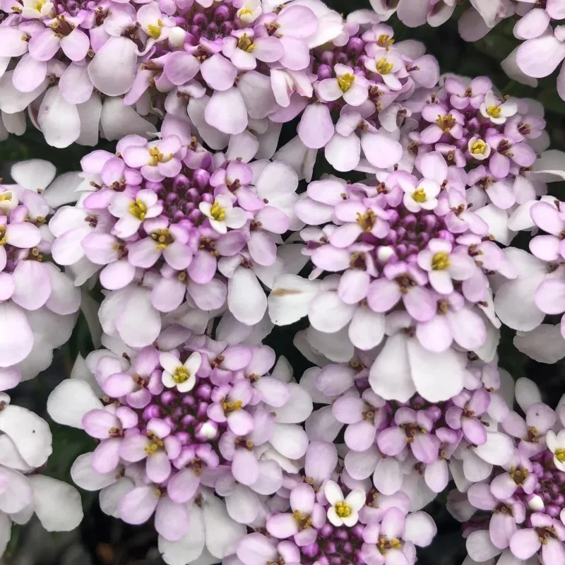 Candytuft