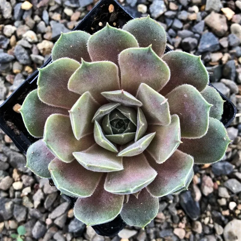 Hens and Chicks
