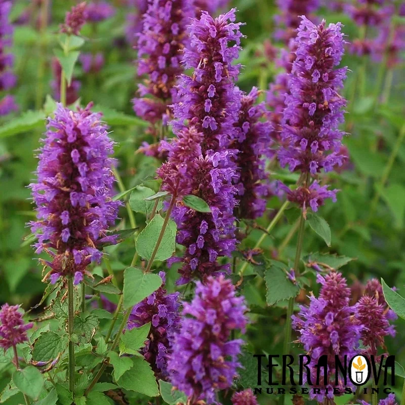 Hyssop, Hummingbird Mint