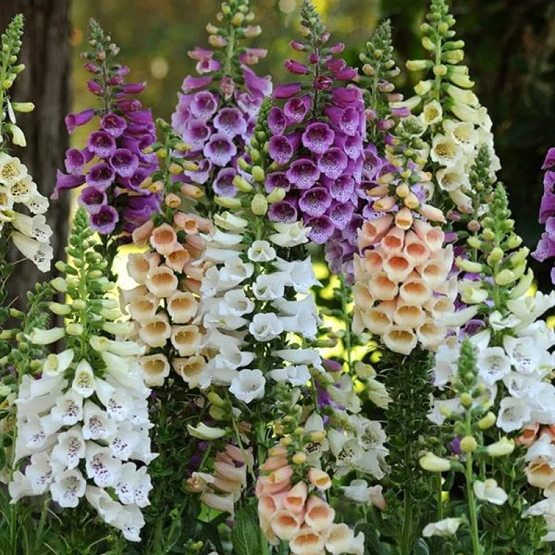 Foxglove