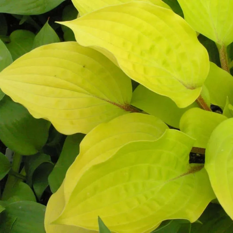 Plantain Lily