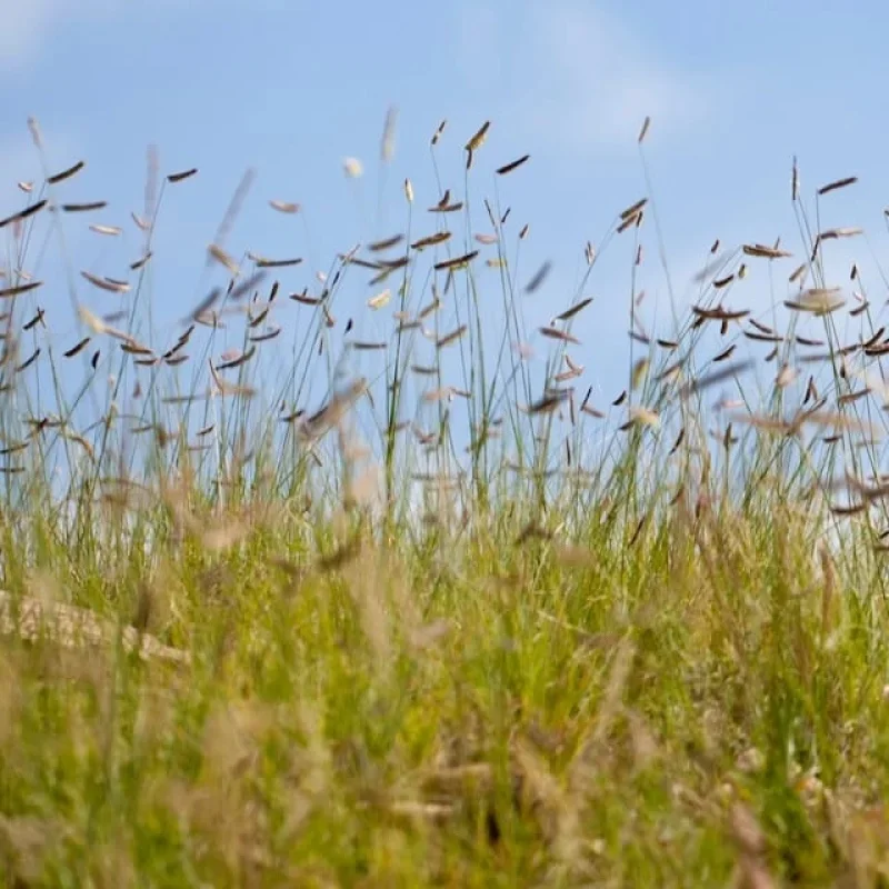 Blue Grama Grass