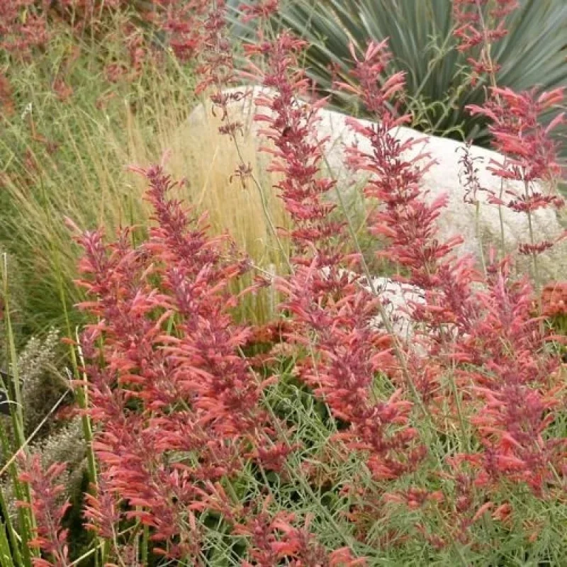 Hyssop, Hummingbird Mint