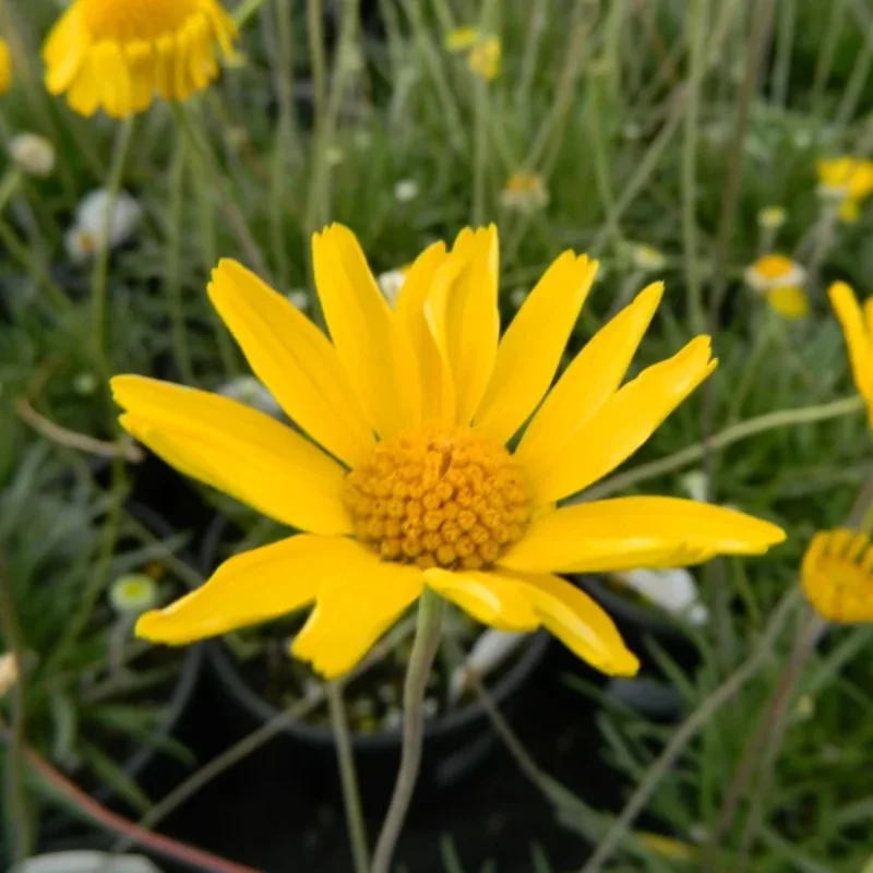 Sol Dancer Daisy