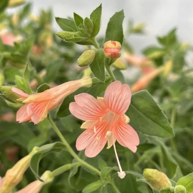 Hummingbird Trumpet
