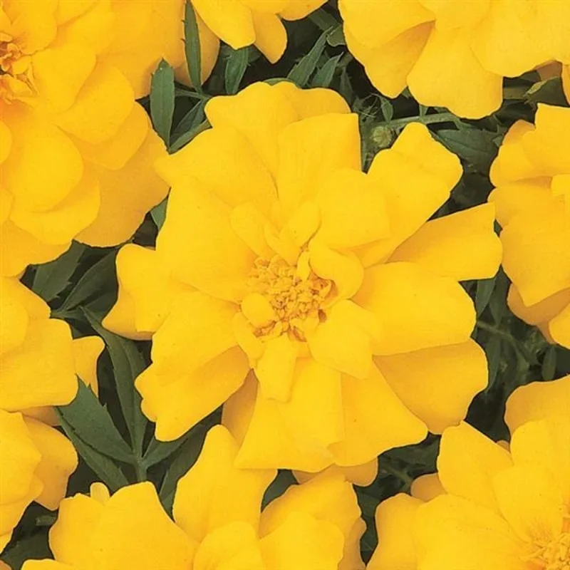 French Marigold