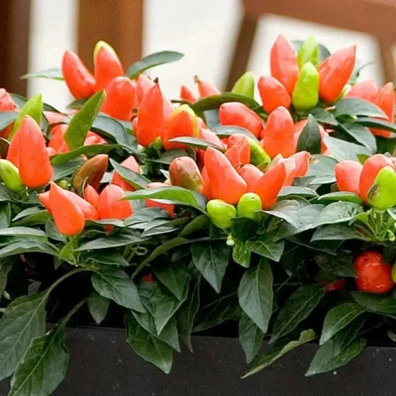 Annual Ornamental Pepper