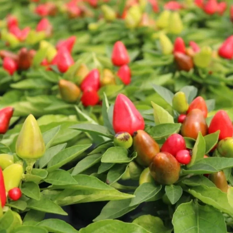 Annual Ornamental Pepper