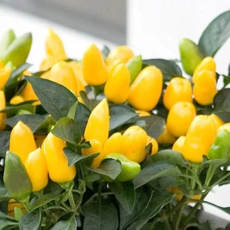Annual Ornamental Pepper