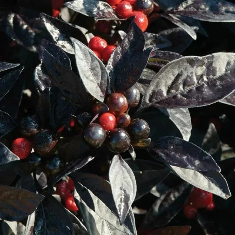 Annual Ornamental Pepper