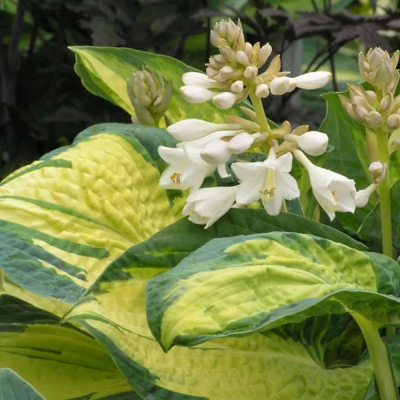 Plantain Lily