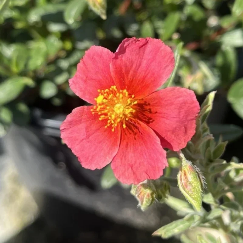 Rock Rose, Sun Rose