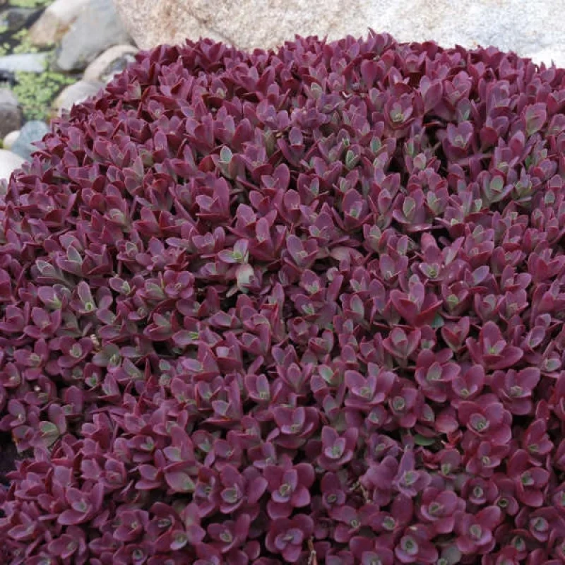 Stonecrop