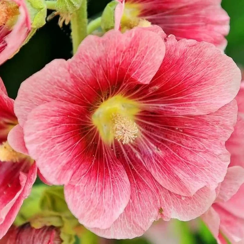 Hollyhock