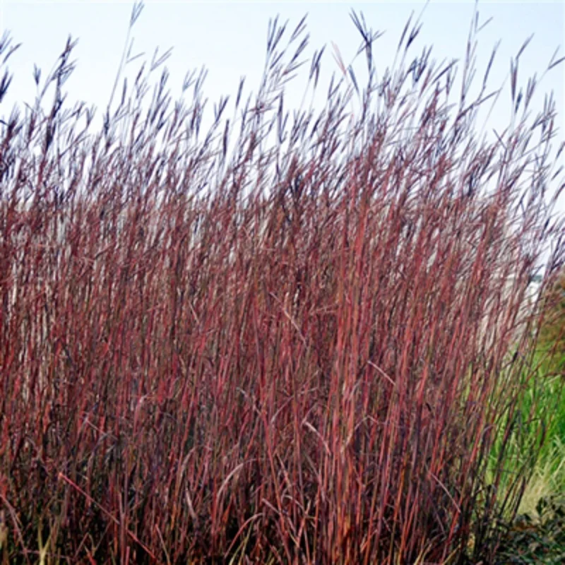 Big Bluestem