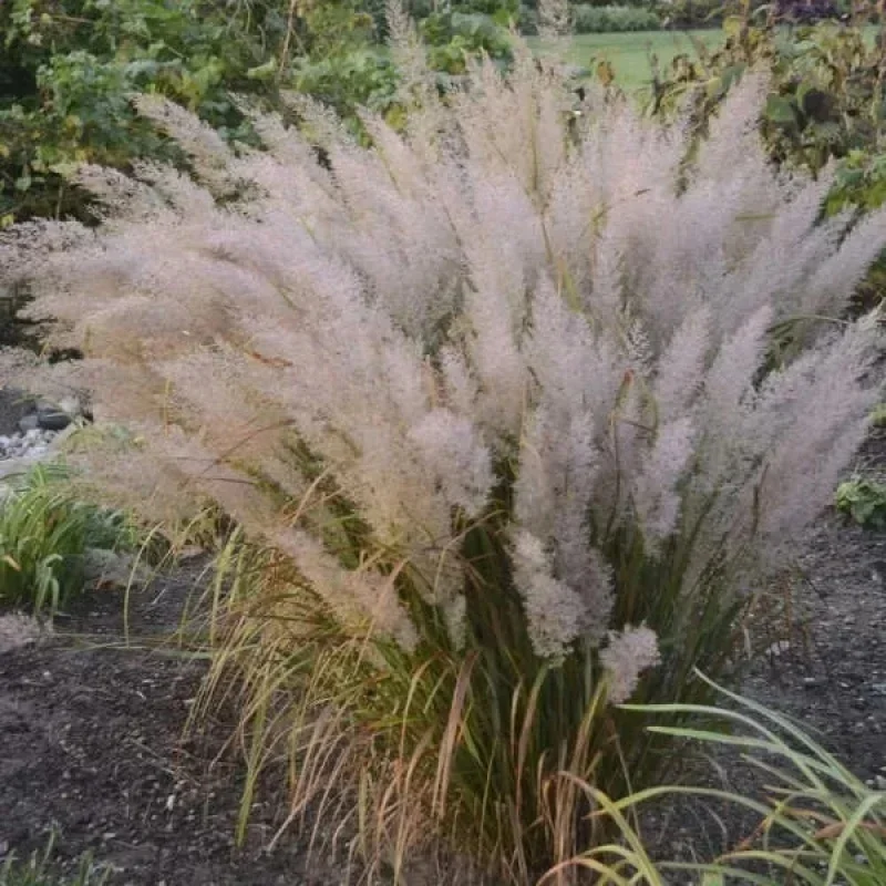 Korean Feather Reed Grass