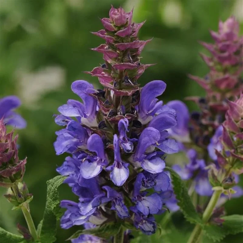 Meadow Sage