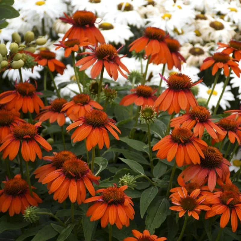 Coneflower