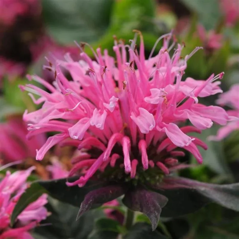 Bee Balm