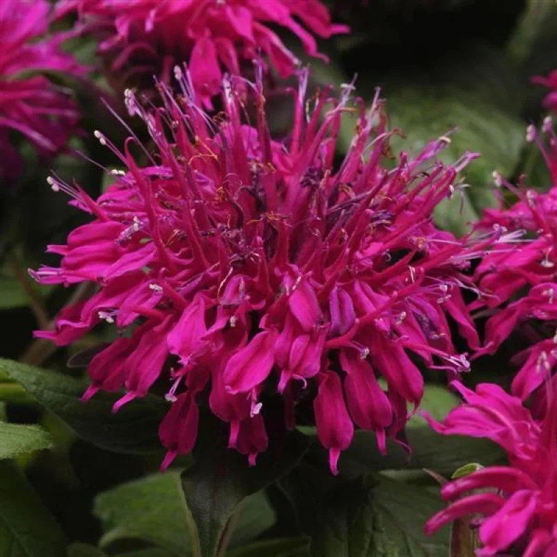 Bee Balm