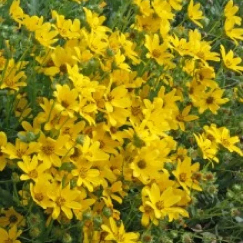 Engelmann's Daisy