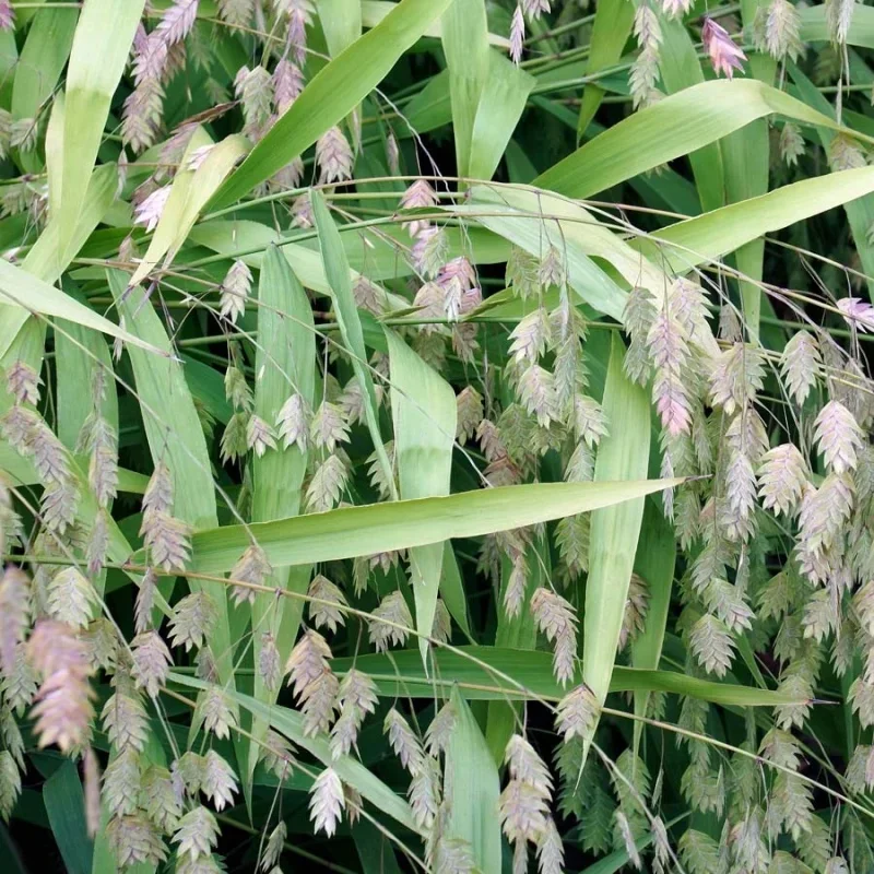 Northern Sea Oats