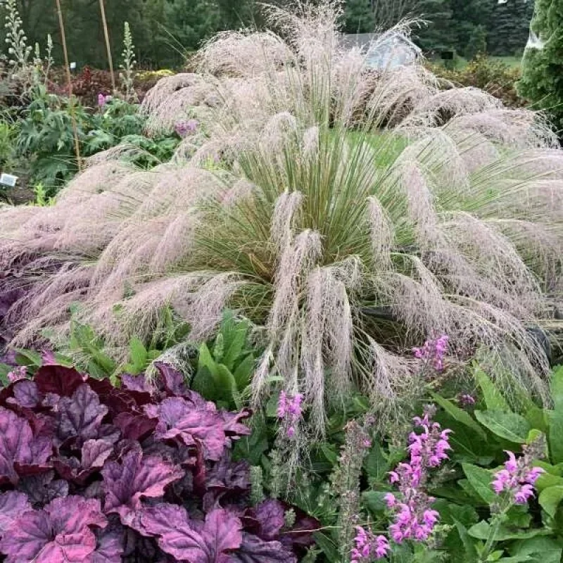 Ruby Muhly Grass