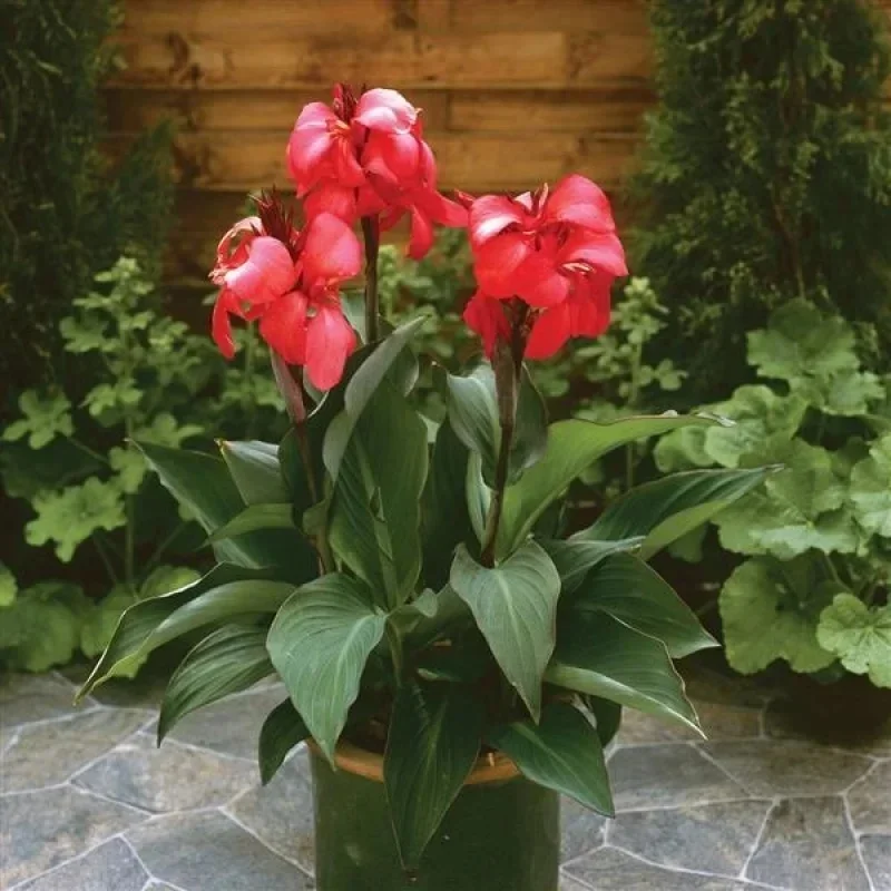 Canna Lily