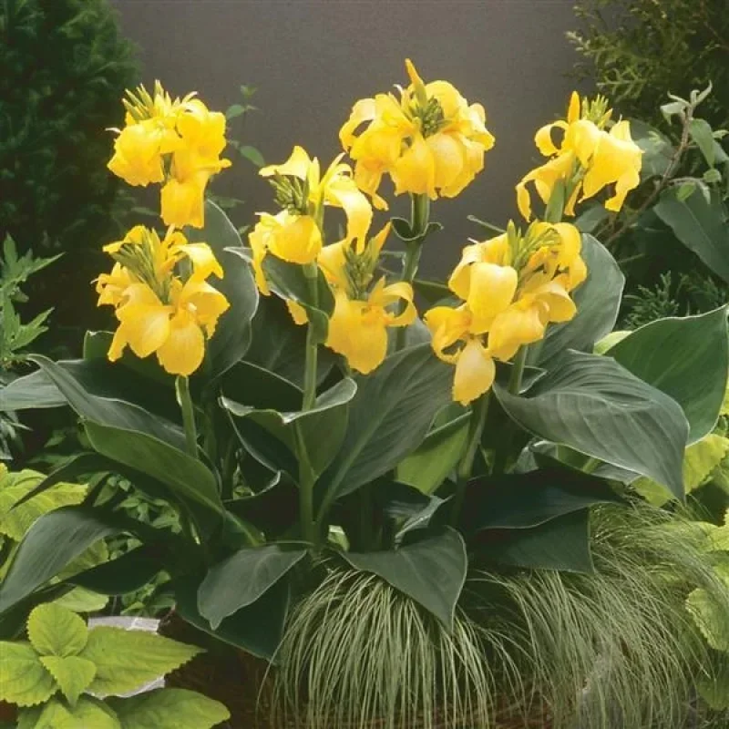 Canna Lily