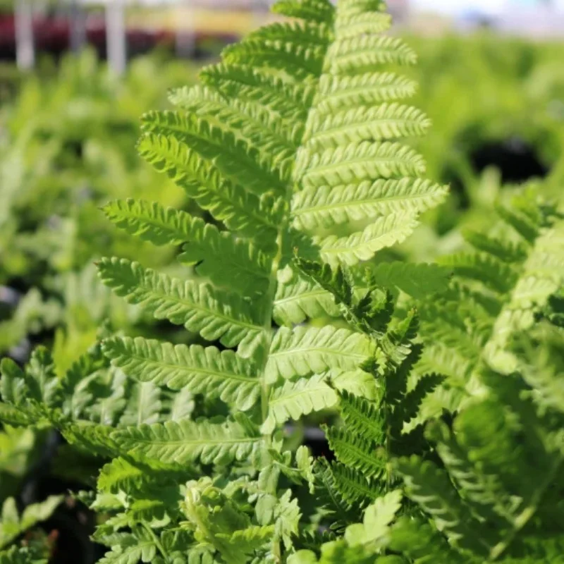 Ostrich Fern