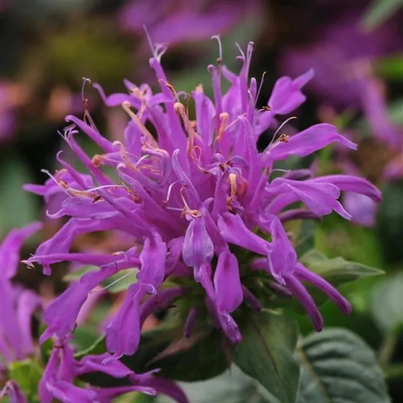 Bee Balm