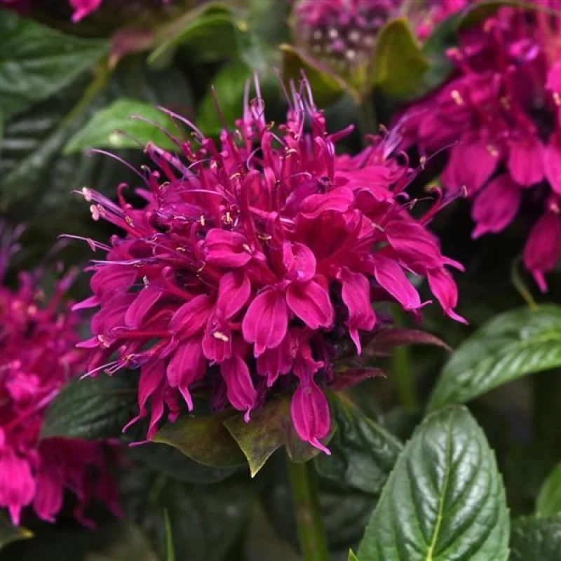 Bee Balm