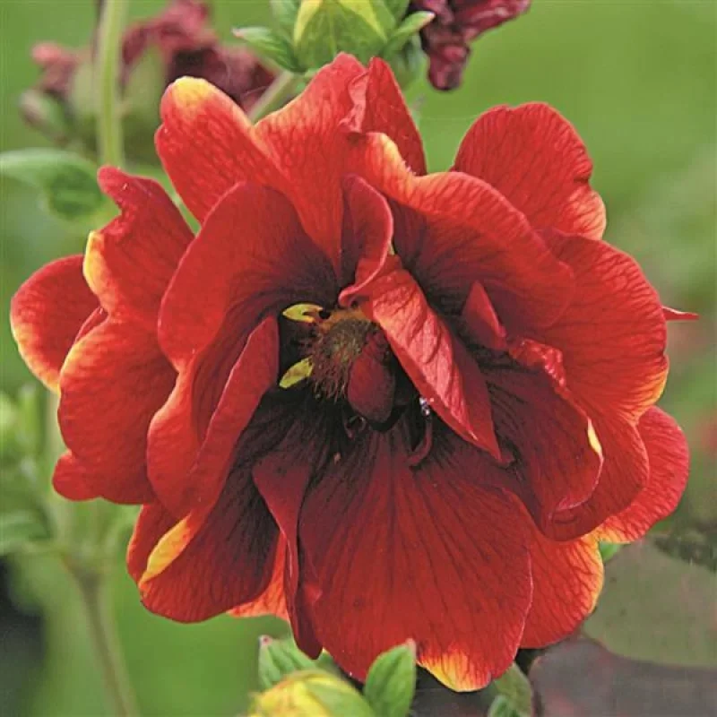 Cinquefoil