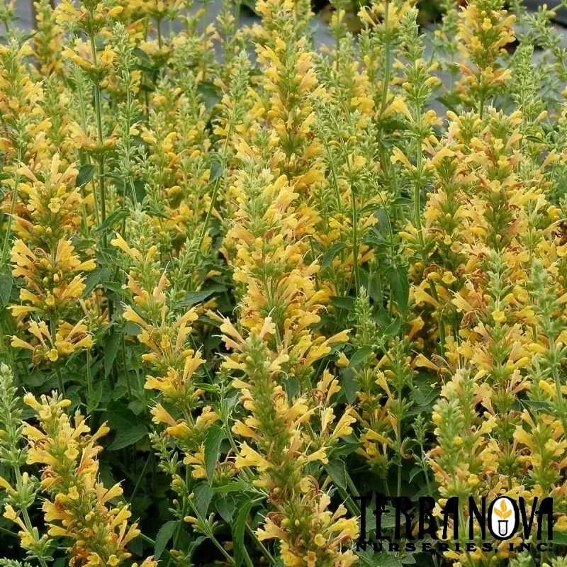 Hyssop, Hummingbird Mint