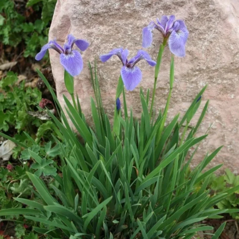 Dwarf Beachhead Iris