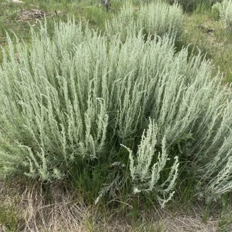 Silver Sagebrush